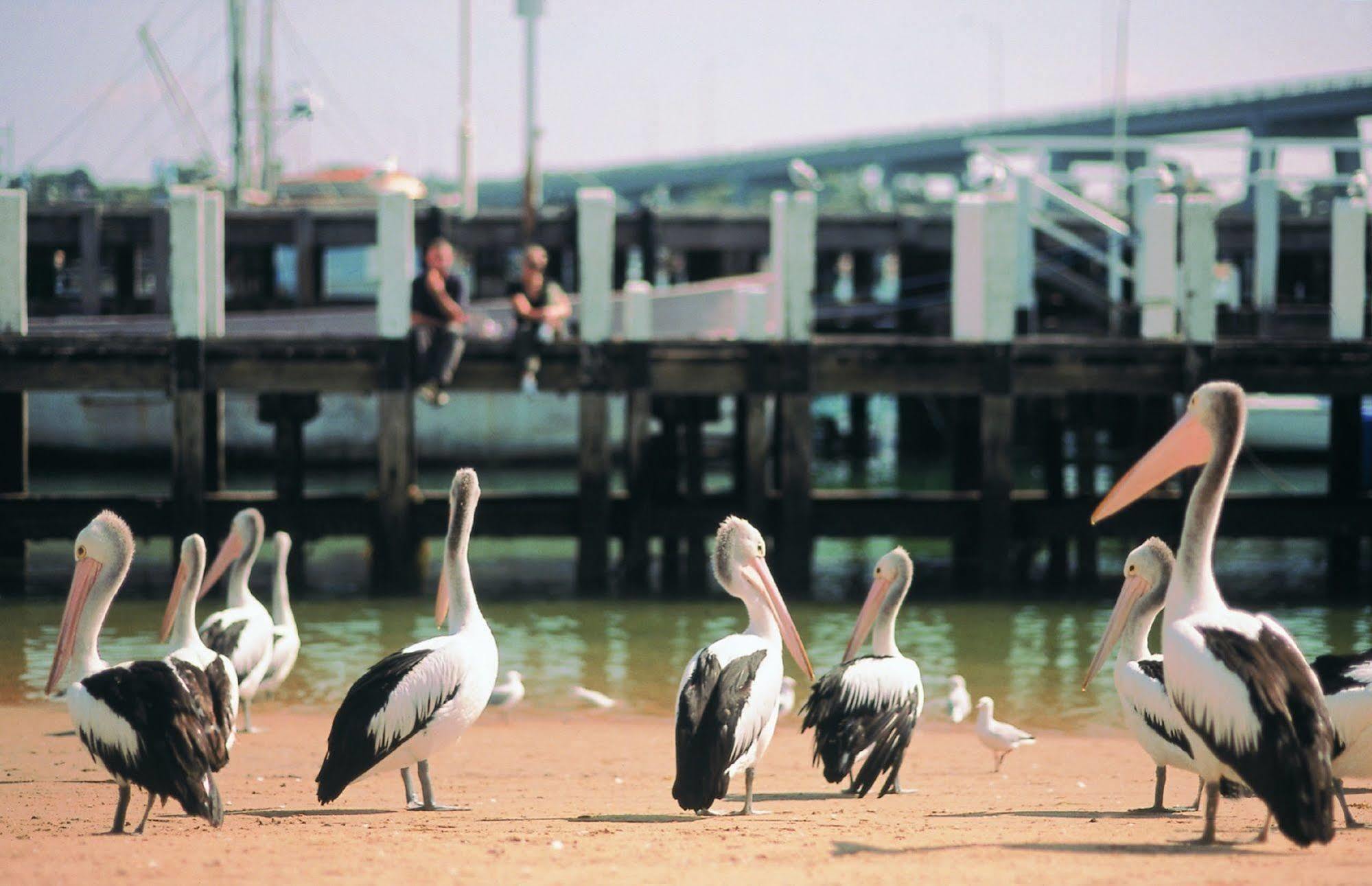 Nrma Phillip Island Beachfront Holiday Park 卡尔斯 外观 照片